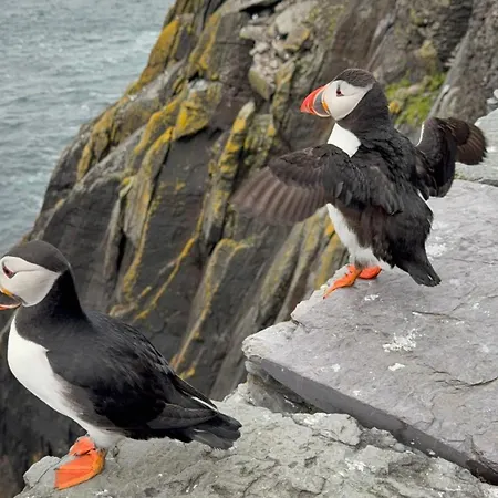 Skellig Проживание в семье Портмаги